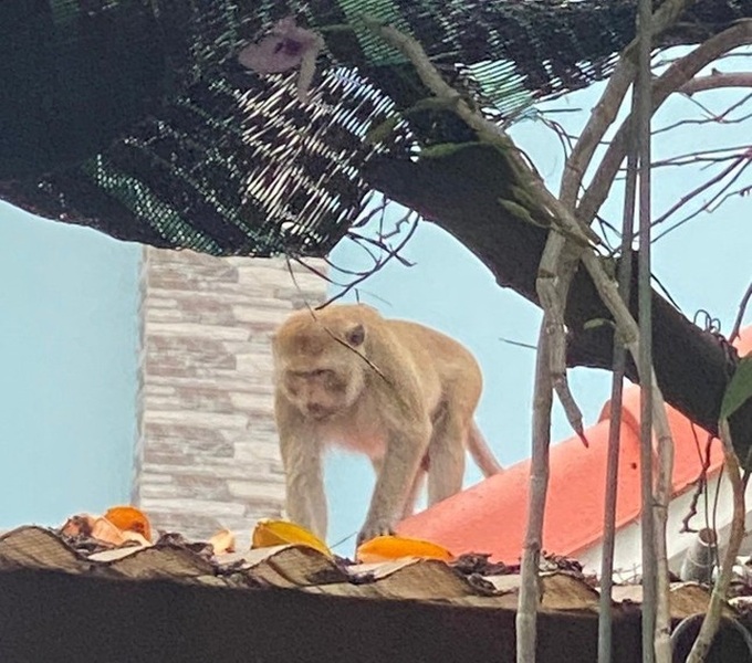 Crab-eating macaque disturbs HCM City residential area - 1 Crab-eating macaque disturbs HCM City residential area - 1