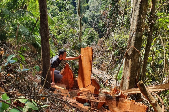 Central Highlands forest destroyed - 2
