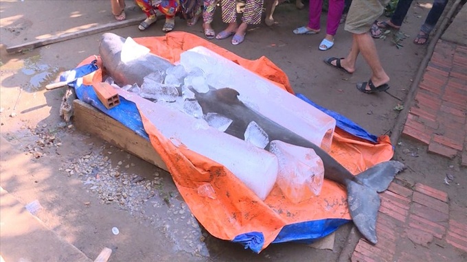 Endangered dolphin caught in Ben Tre - 1 Endangered dolphin caught in Ben Tre - 1