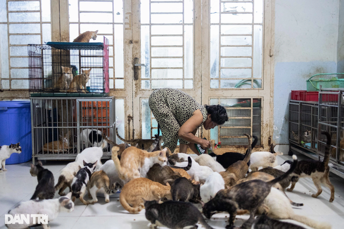 HCM City woman’s love for abandoned cats - 1