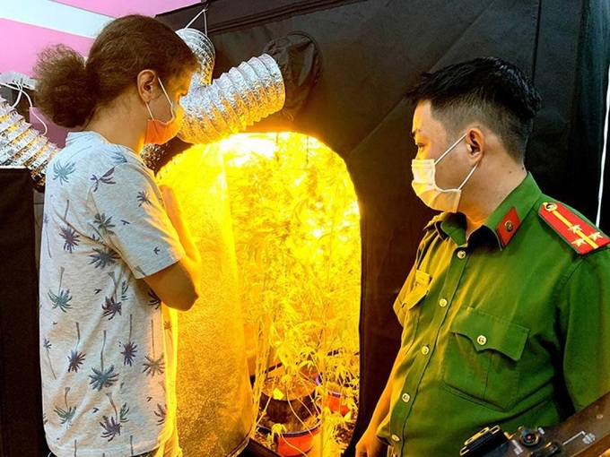 Russian national detained for questioning over cannabis cultivation - 1