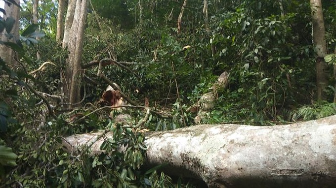Illegal logging found at Central Highlands forest - 4 Illegal logging found at Central Highlands forest - 4
