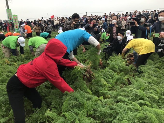 Carrot harvest festival held in Hai Duong - 1