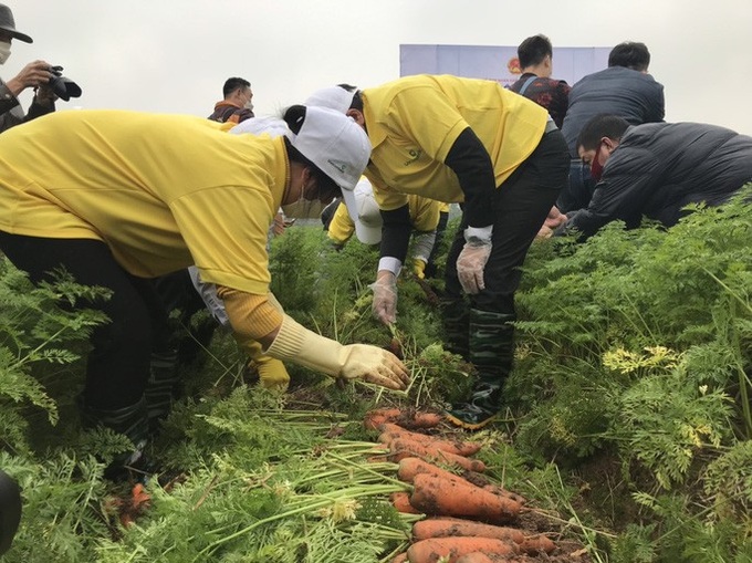Carrot harvest festival held in Hai Duong - 2