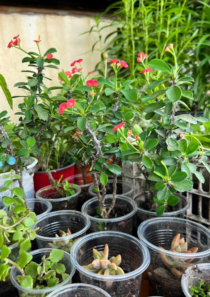 HCM City woman’s free young plant market - 4 HCM City woman’s free young plant market - 4