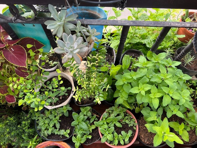 HCM City woman’s free young plant market - 3 HCM City woman’s free young plant market - 3