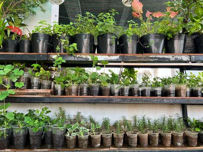 HCM City woman’s free young plant market - 2 HCM City woman’s free young plant market - 2