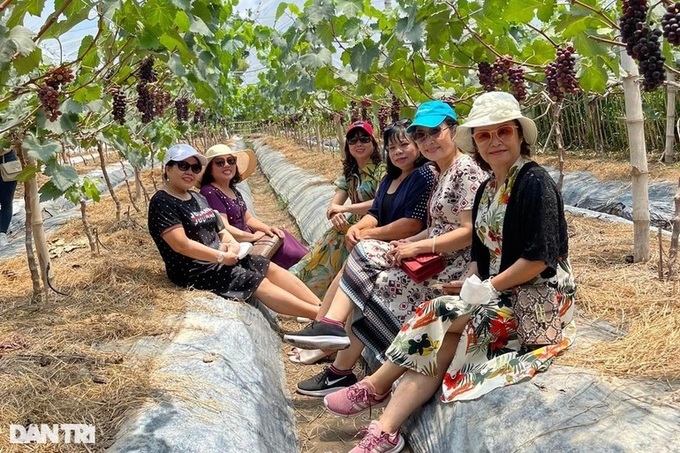 Tra Vinh farmer earns good money from grapes - 3