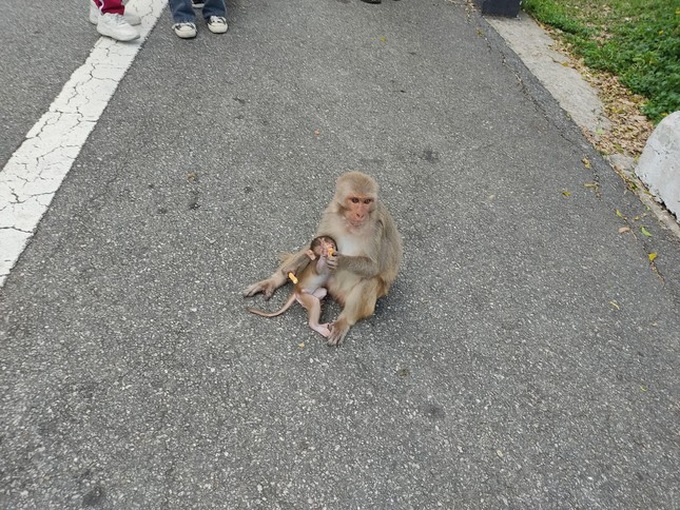Tourists still feed monkeys on Son Tra despite ban - 2