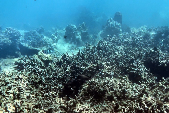 Coral reefs die en masse in Nha Trang - 2