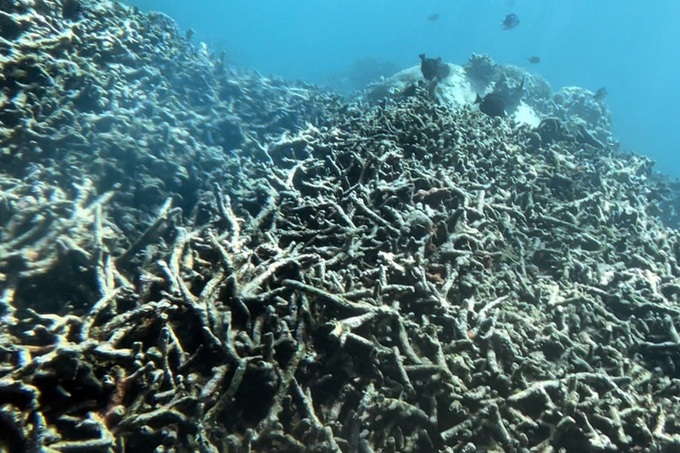 Coral reefs die en masse in Nha Trang - 1