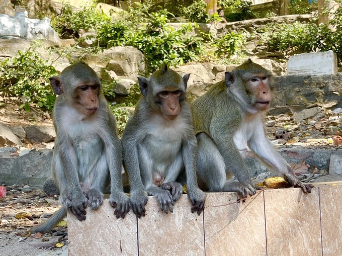 Hundreds of monkeys live at Ba Ria-Vung Tau pagoda - 2