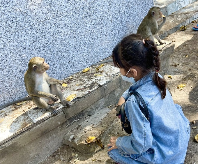 Hundreds of monkeys live at Ba Ria-Vung Tau pagoda - 5