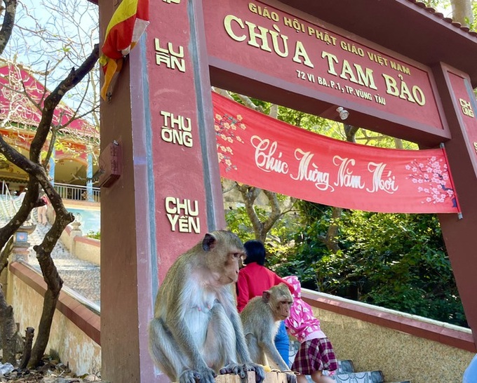 Hundreds of monkeys live at Ba Ria-Vung Tau pagoda - 1