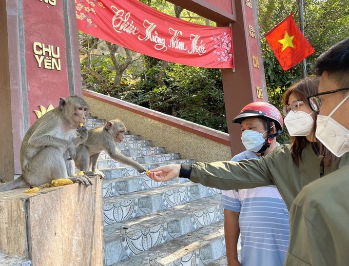 Hundreds of monkeys live at Ba Ria-Vung Tau pagoda - 3