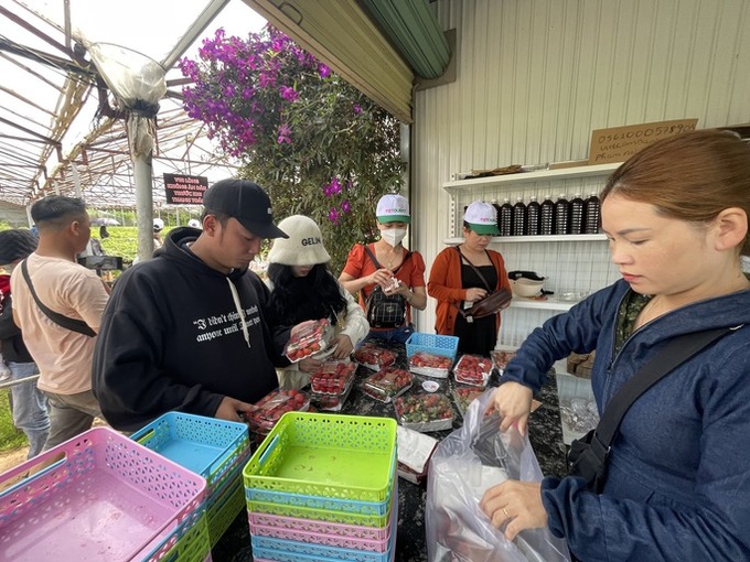 Traders' frauds cause losses to Dalat's strawberry farmers - 4 Traders' frauds cause losses to Dalat's strawberry farmers - 4