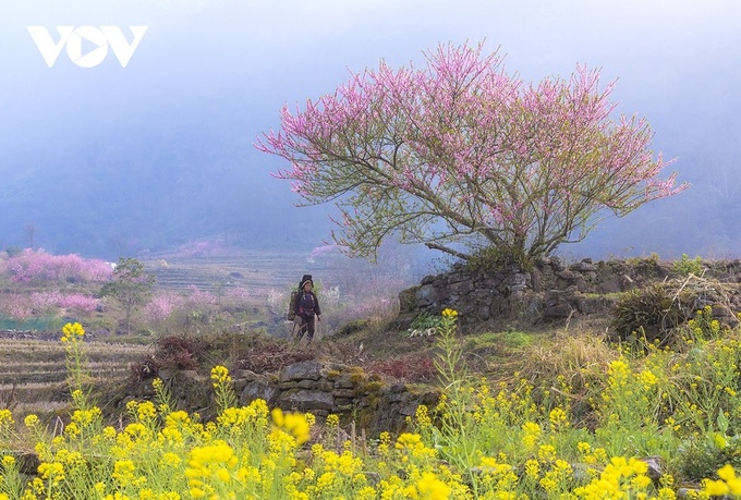 Peach blossoms in Lao Cai - 5