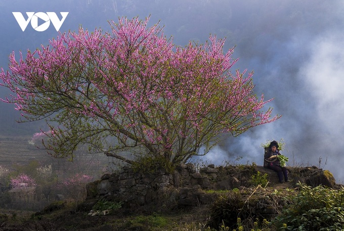 Peach blossoms in Lao Cai - 2