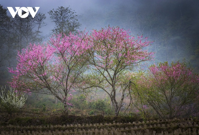 Peach blossoms in Lao Cai - 4