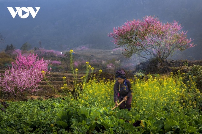 Peach blossoms in Lao Cai - 3