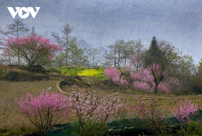 Peach blossoms in Lao Cai - 1