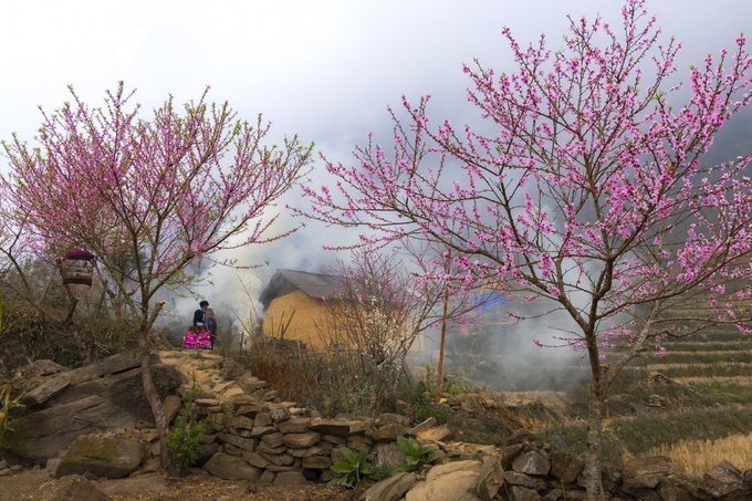 Peach blossoms in Lao Cai - 6