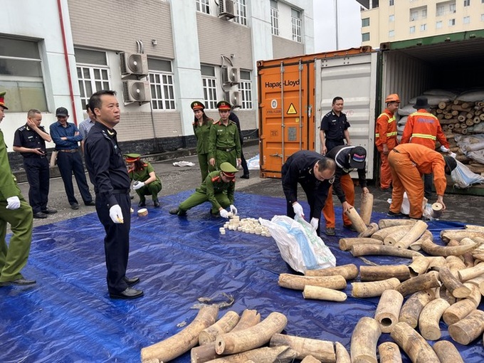 Seven tonnes of ivory seized at Haiphong port - 1 Seven tonnes of ivory seized at Haiphong port - 1