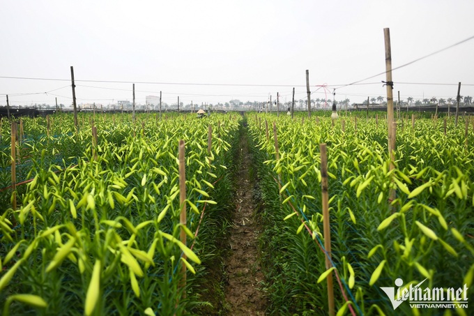 Hanoians earn big in Lily flower season - 1 Hanoians earn big in Lily flower season - 1