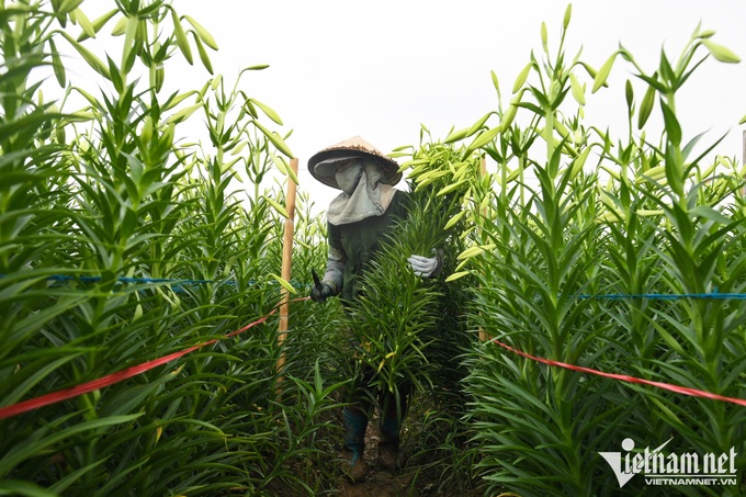 Hanoians earn big in Lily flower season - 2 Hanoians earn big in Lily flower season - 2