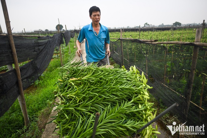 Hanoians earn big in Lily flower season - 3 Hanoians earn big in Lily flower season - 3