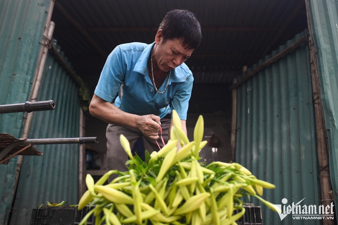 Hanoians earn big in Lily flower season - 4 Hanoians earn big in Lily flower season - 4