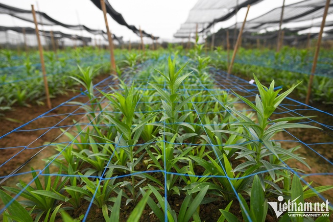Hanoians earn big in Lily flower season - 5 Hanoians earn big in Lily flower season - 5