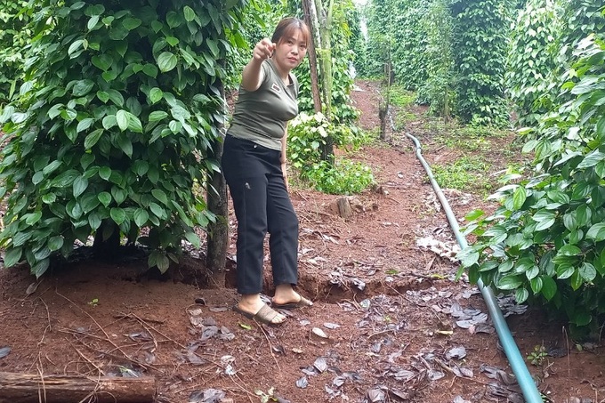 Dak Nong irrigation reservoir sees large cracks - 2 Dak Nong irrigation reservoir sees large cracks - 2