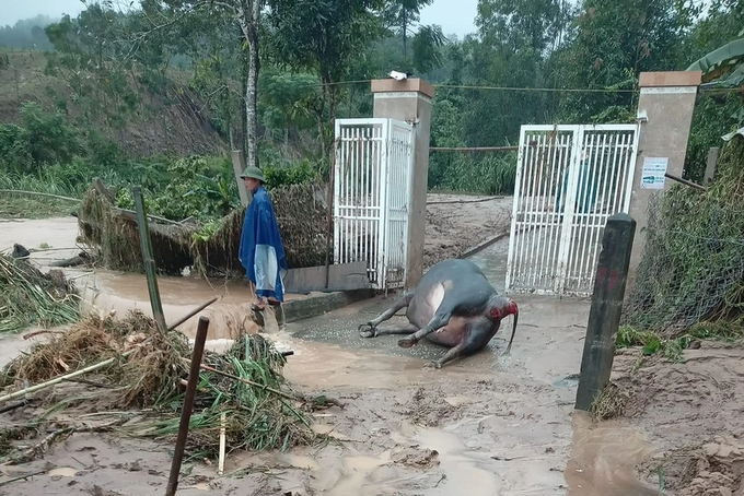 Thousands of houses submerged in Nghe An floods - 3 Thousands of houses submerged in Nghe An floods - 3