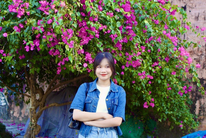 Bougainvillea blossoms on Nha Trang streets - 4 Bougainvillea blossoms on Nha Trang streets - 4