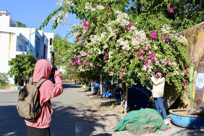 Bougainvillea blossoms on Nha Trang streets - 2 Bougainvillea blossoms on Nha Trang streets - 2
