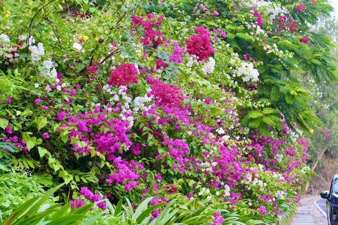 Bougainvillea blossoms on Nha Trang streets - 7 Bougainvillea blossoms on Nha Trang streets - 7