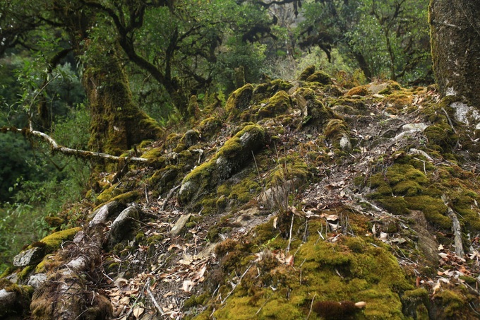 Pristine beauty of Ta Xua mountain peak - 7