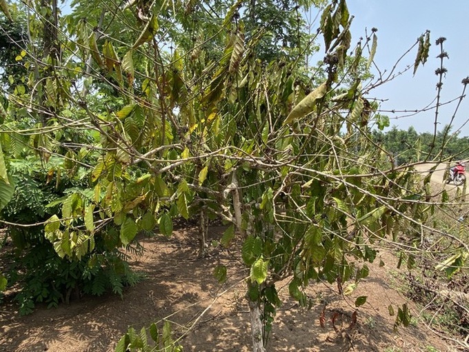 Coffee growers in Dak Lak worry about poor crop - 1