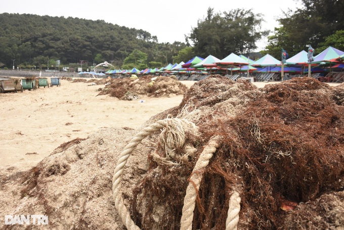 Seaweed blankets Do Son Beach - 3 Seaweed blankets Do Son Beach - 3
