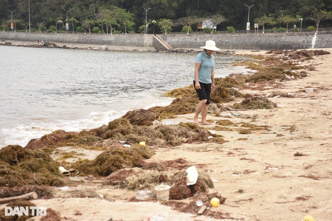 Seaweed blankets Do Son Beach - 2 Seaweed blankets Do Son Beach - 2