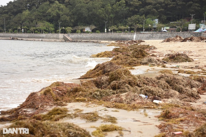 Seaweed blankets Do Son Beach - 1 Seaweed blankets Do Son Beach - 1