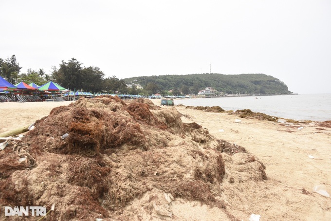Seaweed blankets Do Son Beach - 5 Seaweed blankets Do Son Beach - 5
