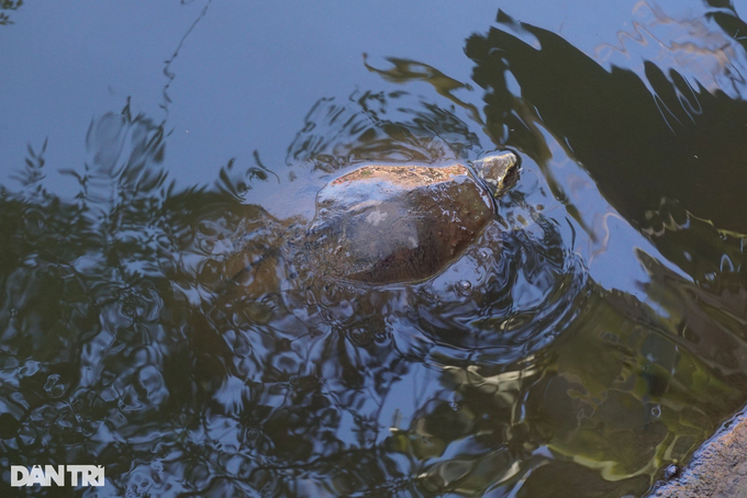Danang pagoda hands over 114 turtles to forest rangers - 3 Danang pagoda hands over 114 turtles to forest rangers - 3