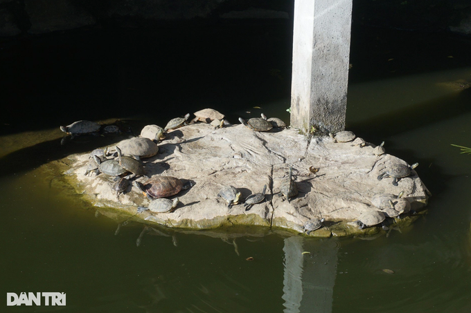 Danang pagoda hands over 114 turtles to forest rangers - 2 Danang pagoda hands over 114 turtles to forest rangers - 2