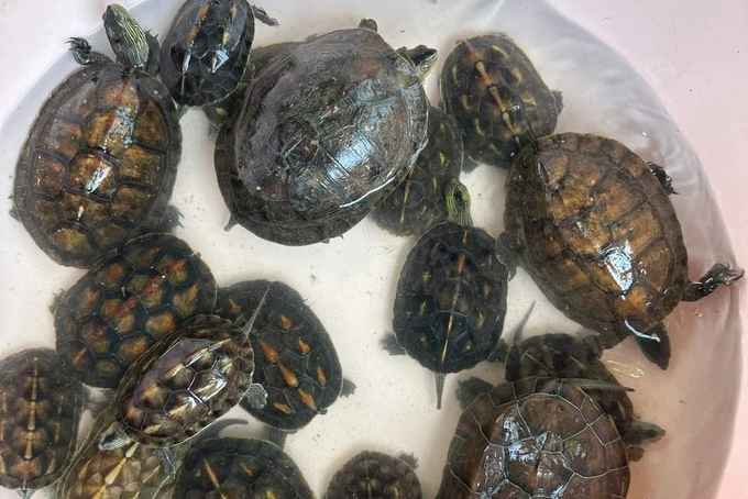 Danang pagoda hands over 114 turtles to forest rangers - 1 Danang pagoda hands over 114 turtles to forest rangers - 1