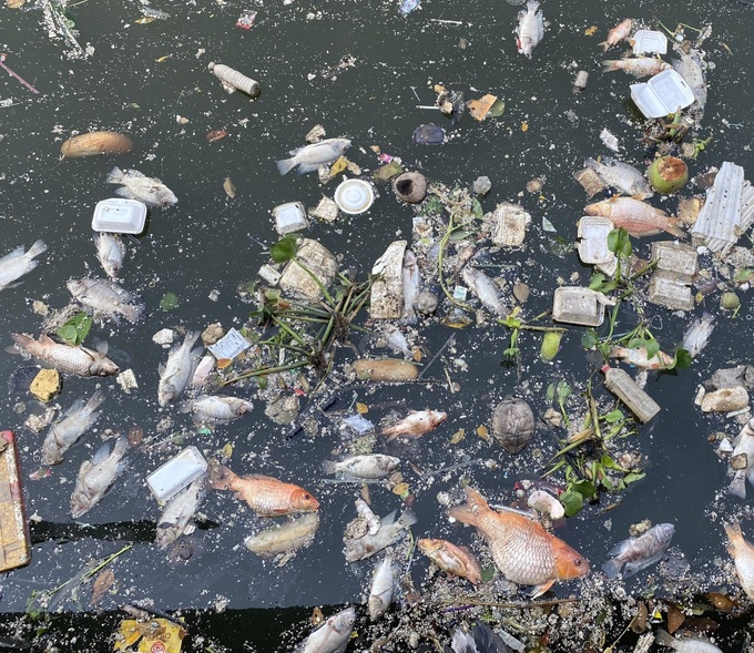 HCM City canal sees mass fish deaths following rain - 1 HCM City canal sees mass fish deaths following rain - 1