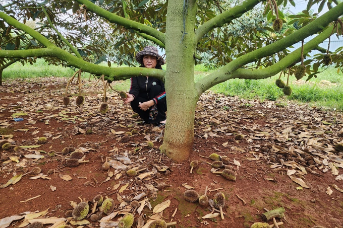 Dak Lak installs security cameras to protect durian - 2