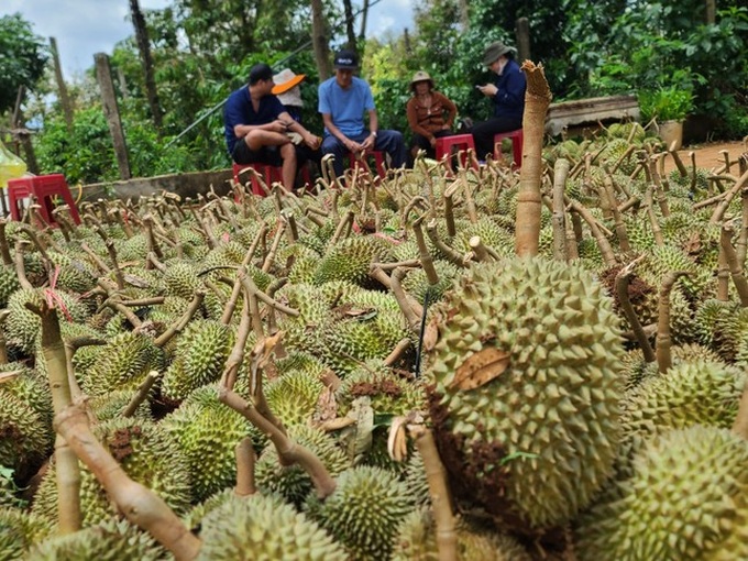 Whirlwind destroys 100 tonnes of durian in Dak Lak - 1