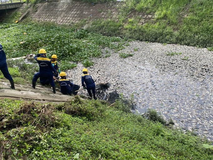 Danang canals witness massive fish deaths - 1 Danang canals witness massive fish deaths - 1